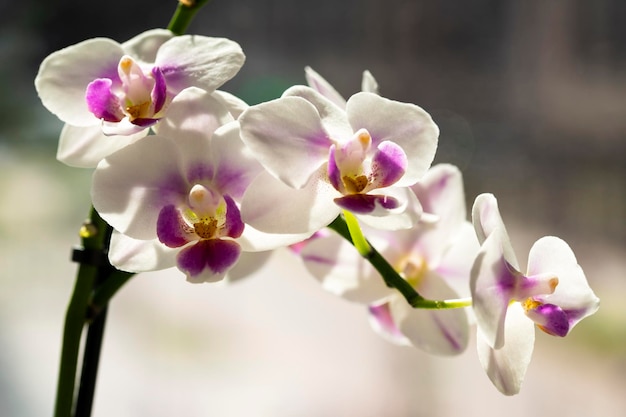 난초는 장식용 열대 꽃인 Phalaenopsis 근접 촬영 선택적 초점입니다.