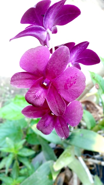 Photo orchid is queen of flowers. orchid in tropical garden, purple orchids