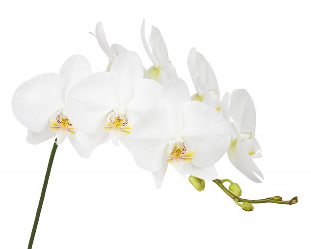 Orchid isolated on white 