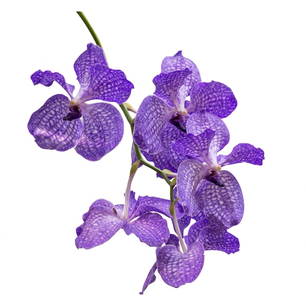 Orchid isolated