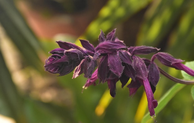 Foto orchidea in un trekking nella giungla