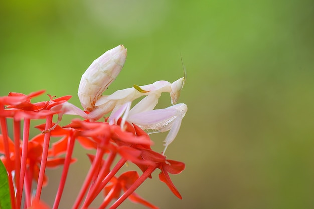 Foto mantide orchidea su fiore