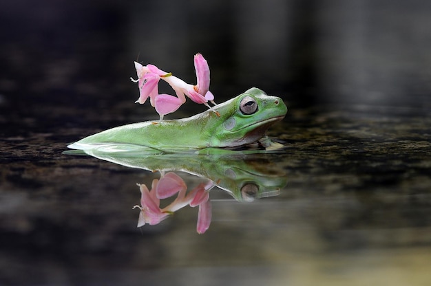 an orchid mantis on a frog's head in a puddle
