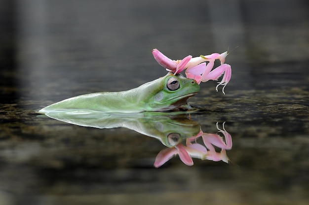 an orchid mantis on a frog's head in a puddle