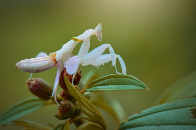 Orchid mantis  on twigs