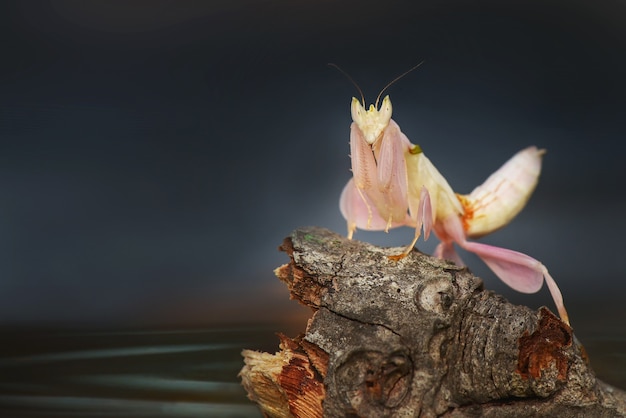 Photo orchid mantis  on water with black background