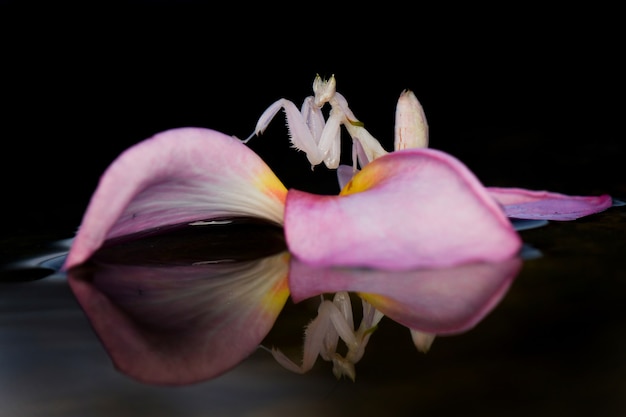 orchid mantis  on water with black background