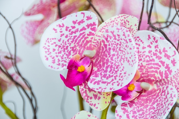 Orchid of the moon in pink color, very popular plant in the gardens of Rio de Janeiro.