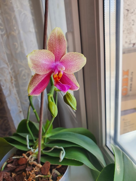 난초 phalaenopsis liodoro 집 개화