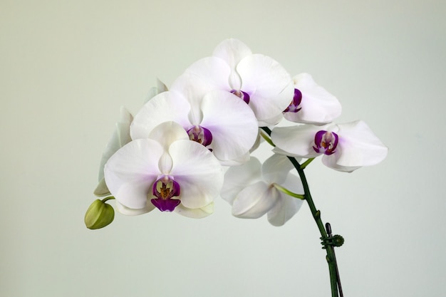 Orchid Phalaenopsis white on white background