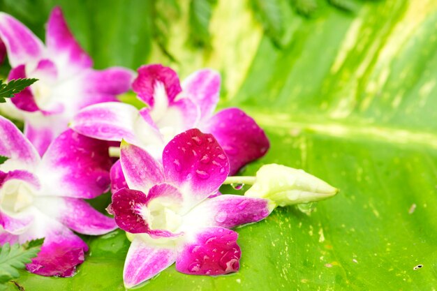 Orchid place on the leaf. Spa Concept
