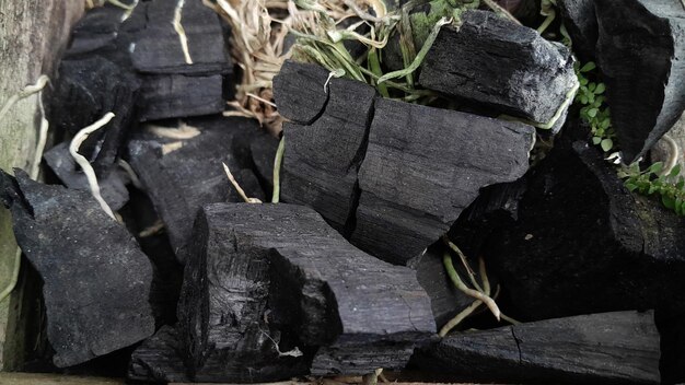 オルキディア の 植物 の 根 が 黒い 木炭 の 木 に 広がっ て いる