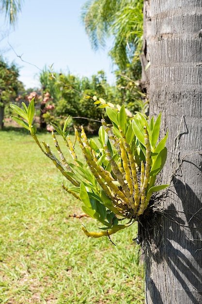 Orchid plant on a tree