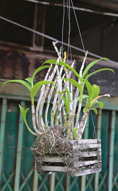 蘭の植物が鉢に掛かっていた