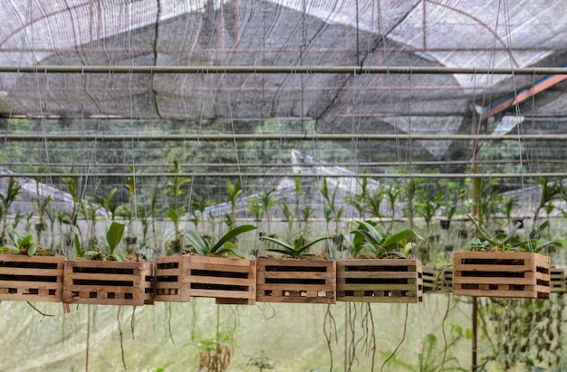 写真 保育園の蘭の植物