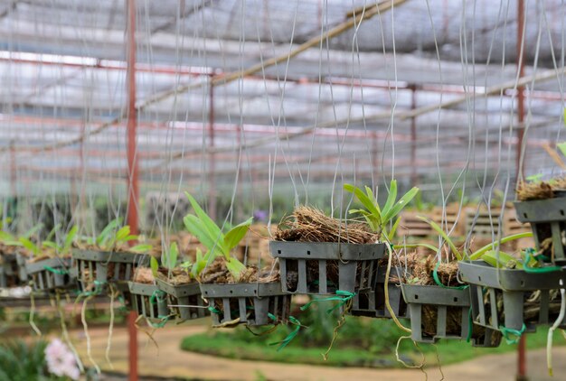 Orchid plants in a nursery