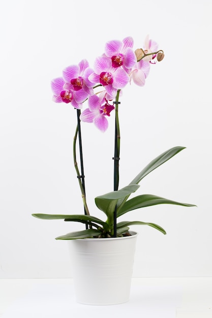 Photo orchid in pot isolated on white