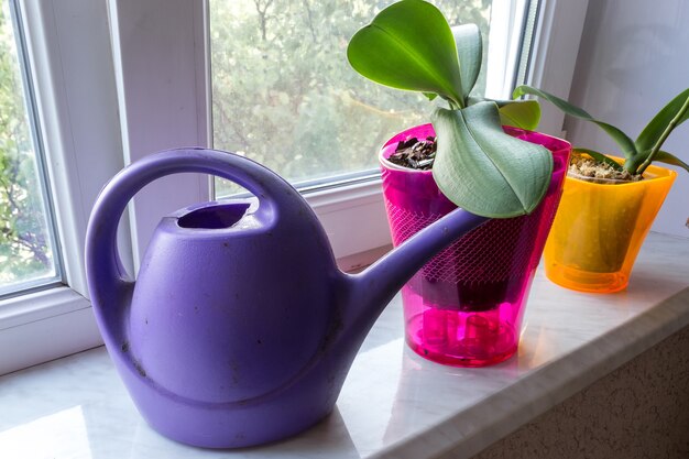 Orchid in a pot on a window with watering can. Phalaenopsis houseplant care. Growing flowers at home