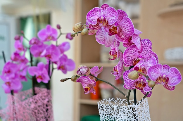 Фото Орхидеи фиолетовые цветы в интерьере комнаты