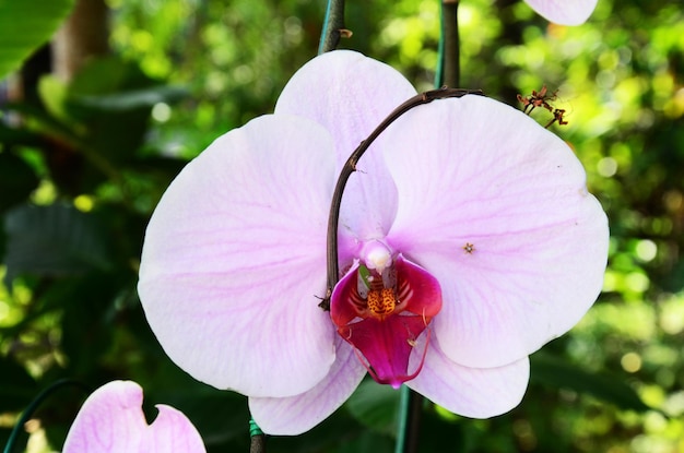 庭園公園の蘭の紫色の花や紫の花藤色の花と緑の葉の植物の木タイの人々旅行者のための熱帯の新鮮さ旅行訪問休憩タイのチェンマイのメーリムでリラックス