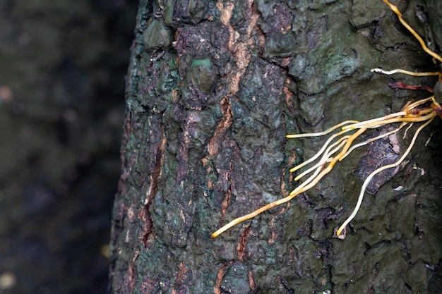 Orchid root on bark.