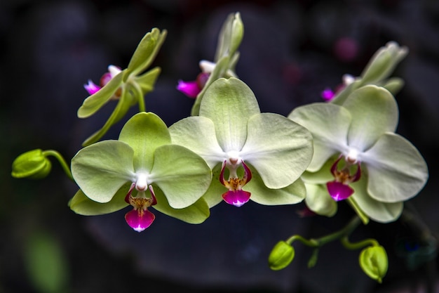 Orchid in Singapore Botannical Gardens