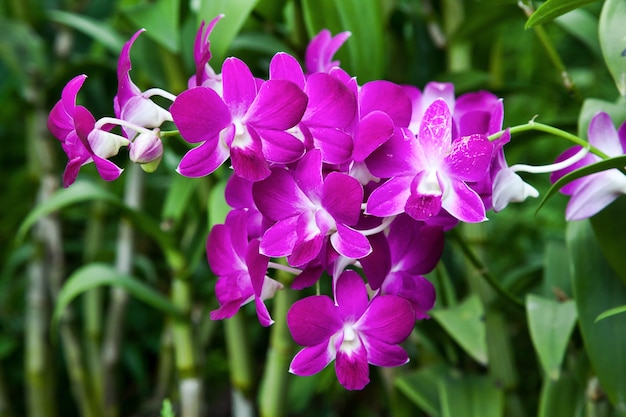 Орхидея в ботаническом саду Сингапура