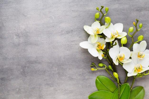 Orchid and spa stones on a stone background. Spa and wellness scene.