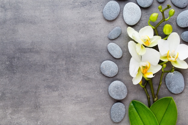 Orchid and spa stones on a stone background