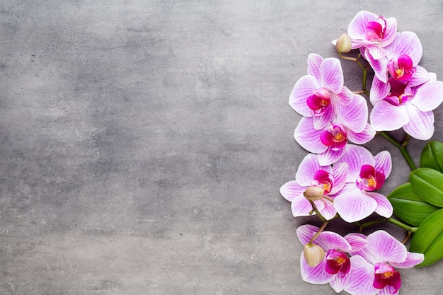 Orchid and spa stones on a stone background. 