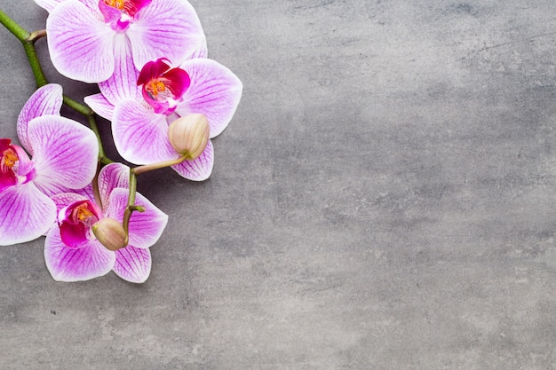 Orchid and spa stones on stone. Spa and wellness flat lay.