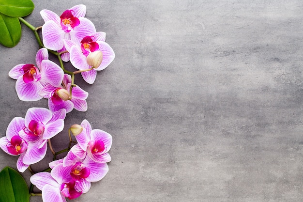 Orchid and spa stones on stone. top view