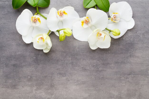 Orchid and spa stones 