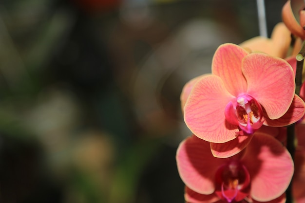 蘭の春の花の背景