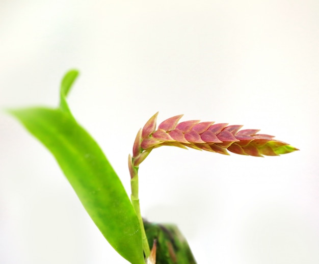 Orchid, thailand