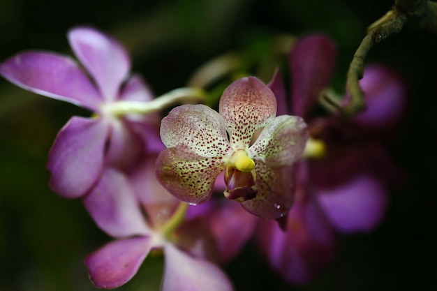 Foto orchidea, tailandia