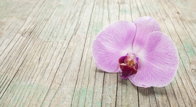 Orchid theme objects on the wooden background