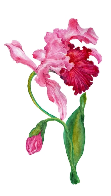 Photo orchid watercolor drawing of an orchid flower botanical illustration