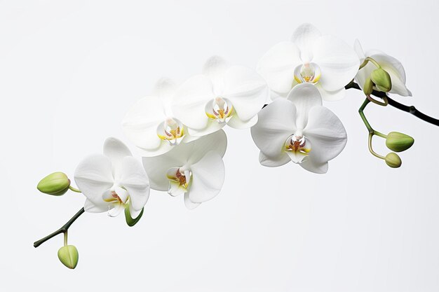 Photo orchid white background isolated