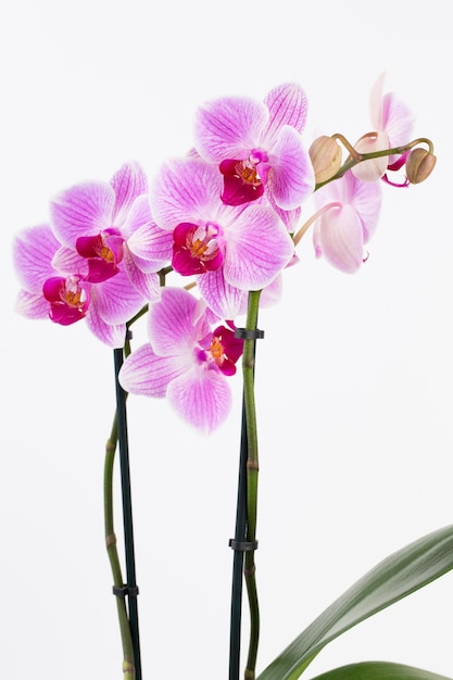 Orchid on a white background