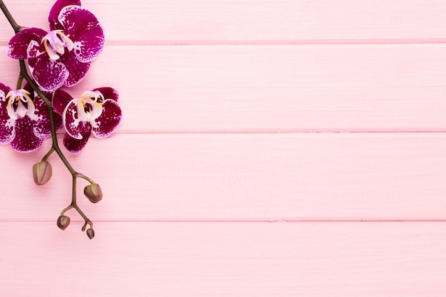 Orchid on a white