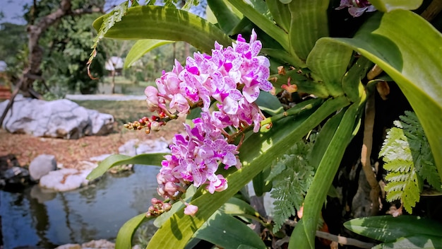 Orchidea con petali bianchi e punti rosa su foglie verdi