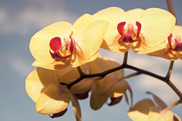 Orchid yellow flower