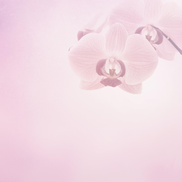 Foto orchidea