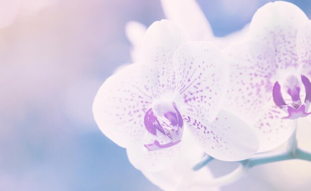 Orchid