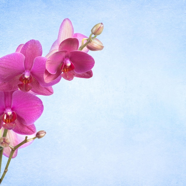 Foto orchidea