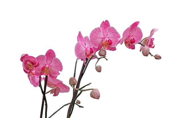 Orchidea