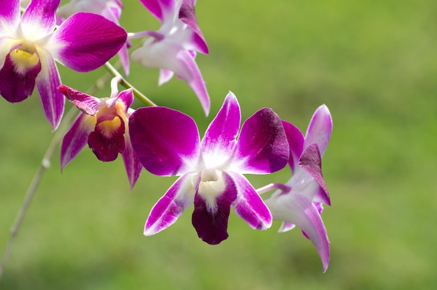 Orchid