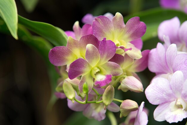 Orchid