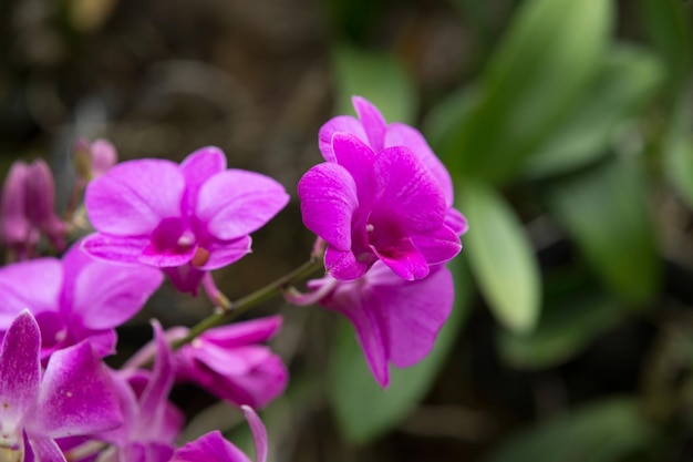 Orchid